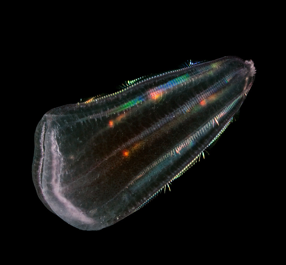 This is Beroe forskalii, a ctenophore that was caught on a blue-water scuba dive. The cilia are in bundles along the comb rows of the animal and are just the right thickness to act as a diffraction grating, leading to a rainbow of iridescence. Beautiful, but may have no purpose.
