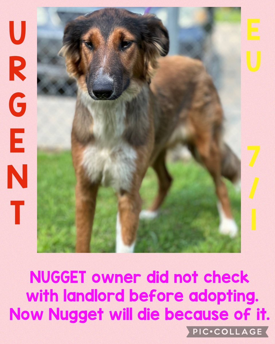 EU DATE 7/1 

NUGGET owner did not check with landlord before adopting. Now Nugget will die because of it. 

Border Collie mix
F
9 mth
38.5lb
#A56184619 

#dog #fyp #dogsofinstagram #pet #dogs #animals #texas #PLEDGE #pups #rescue #adopt  #dogs #deathrowdogs #deathrow  #codered