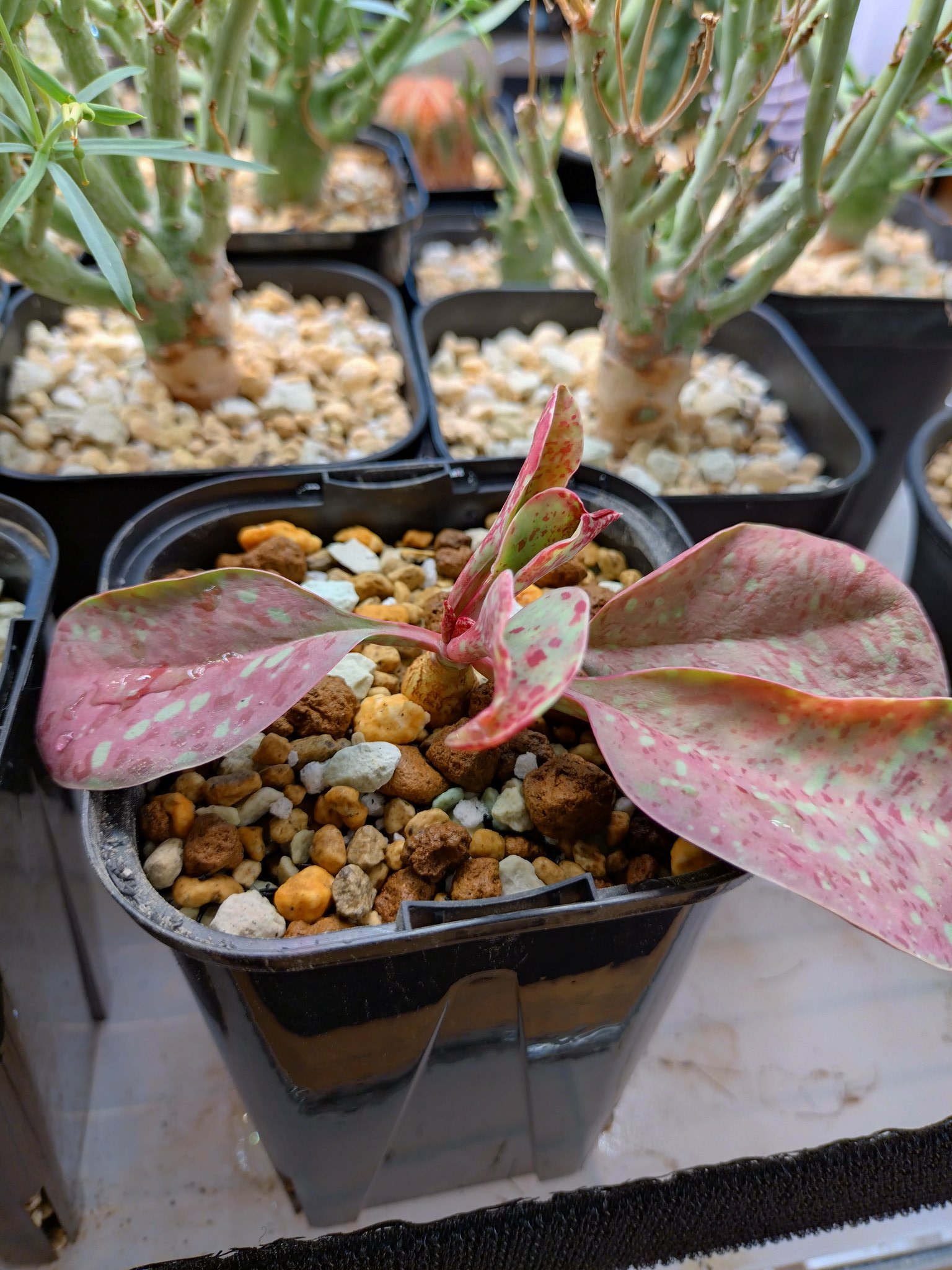 ユーフォルビア　カンダレンシス 種子3粒 ユーフォルビア カンダレンシス 種子3粒 Seeds 3】Euphorbia