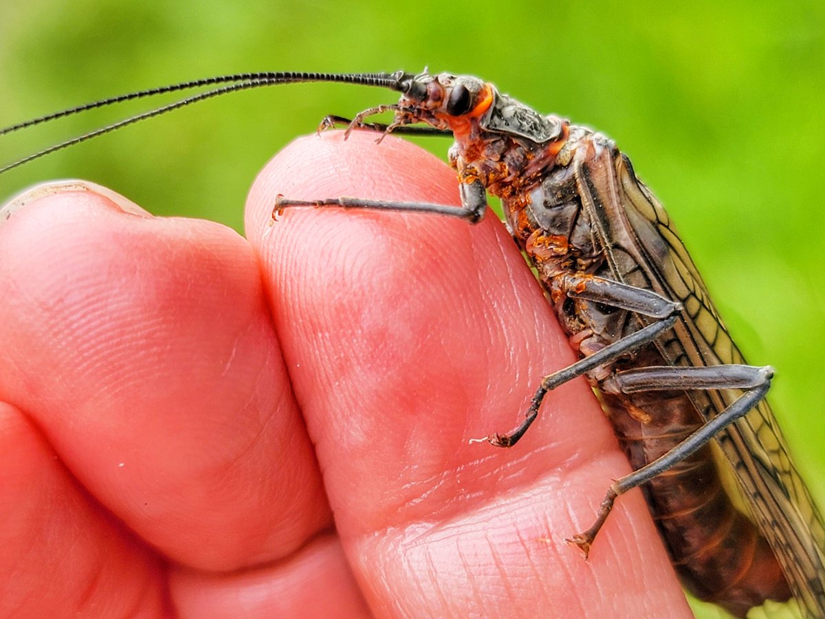 publiclandlvr's tweet image. Exquisite Pteronarcys californica found along the Gallatin River today.

#invert #publiclands #MyMontana