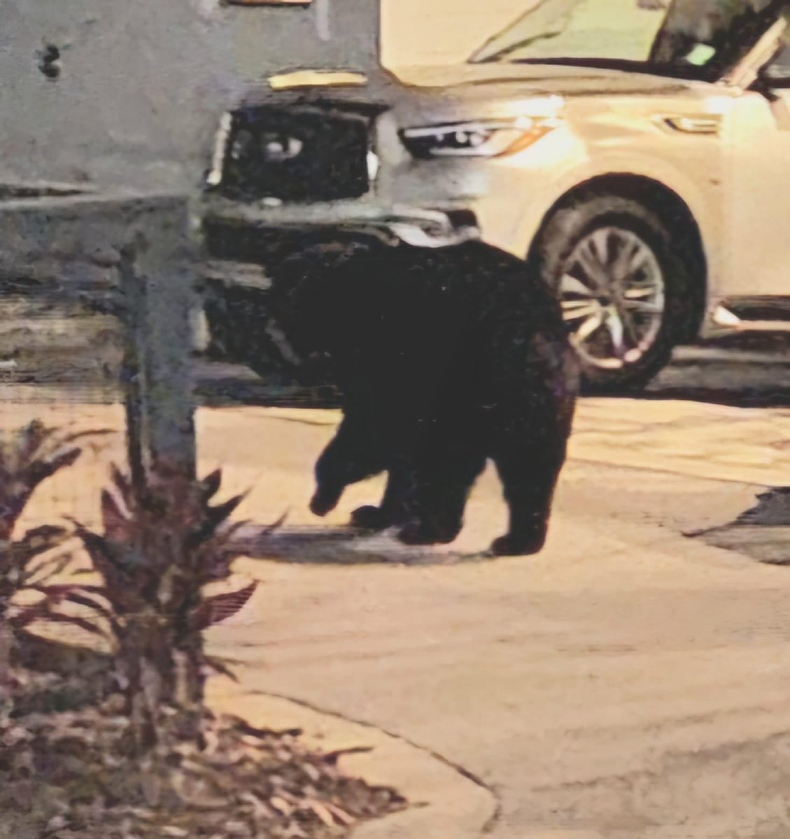 KatlinSB042091's tweet photo. @spann Black Bear in 30A Inlet Beach! https://t.co/Vm7B7zJidw