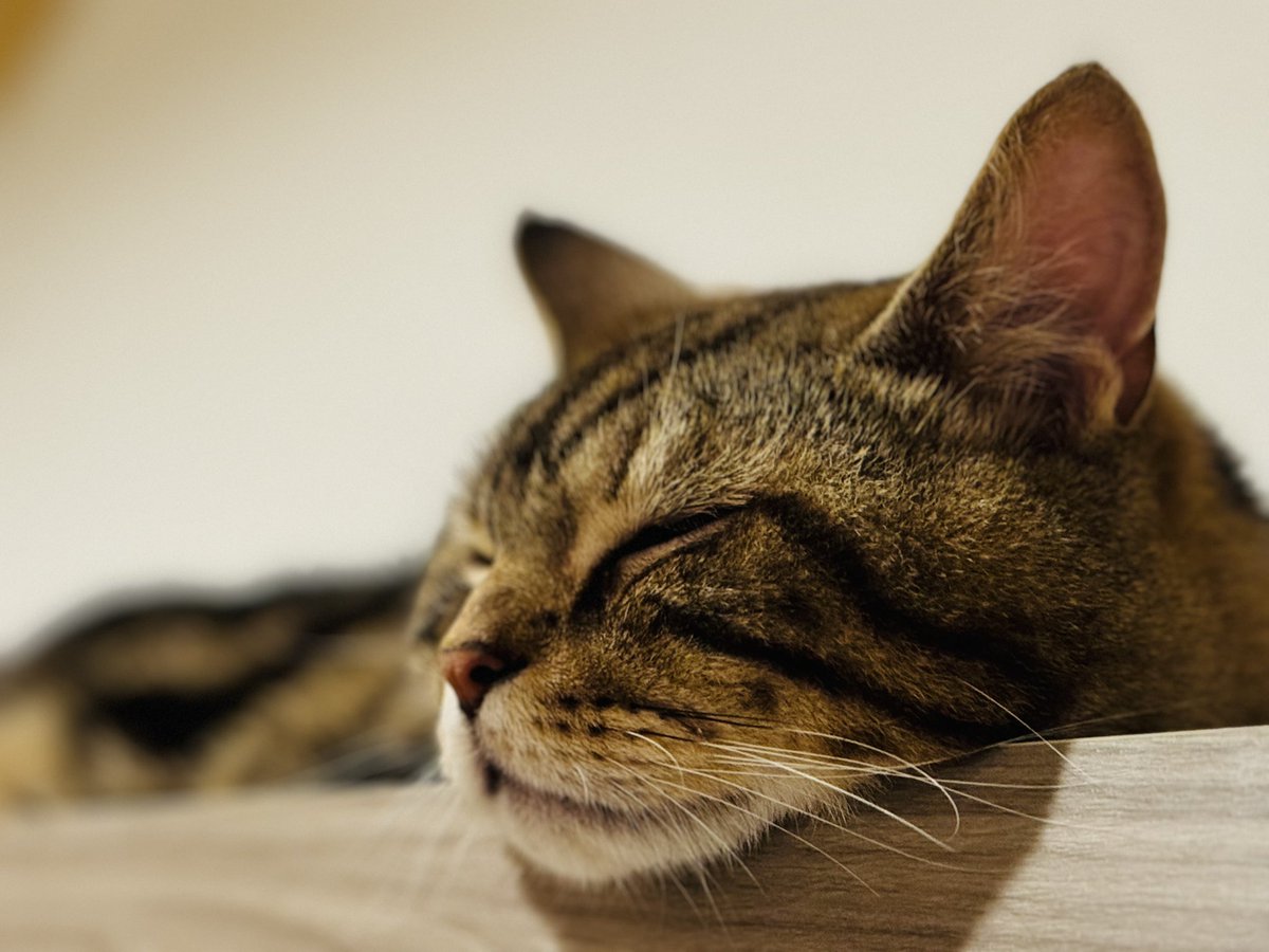 nyan825a's tweet photo. (*˘︶˘*)ｽﾔｧ
#cat  #ねこと暮��す  #ねこねこメモリアル https://t.co/nqEZpWXIcj