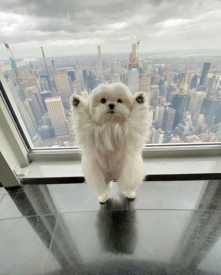 twaniimals's tweet photo. 💗 https://t.co/uYT5cQlM3D