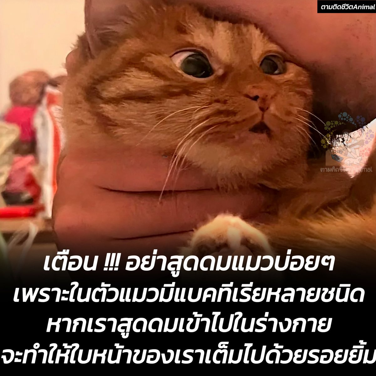 ตามติดชีวิตAnimal tweet media