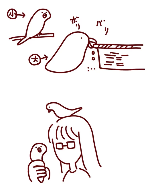 インコ(小)、インコ(大)のいたずらを楽しそうに見てるけど人間がインコ(大)のいたずらを怒った時に「自分はやめなよってインコ(大)に言ったんすけどね…」みたいな態度で人間側につくことよくある 