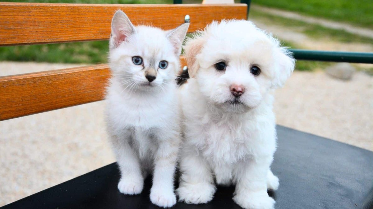 thecatsite's tweet photo. Turns out, we've all been making some silly mistakes! 😹🙈 Click to avoid being a total cat noob! 🐾🐱
https://t.co/wk46HJUFwz https://t.co/JFX2dML29B