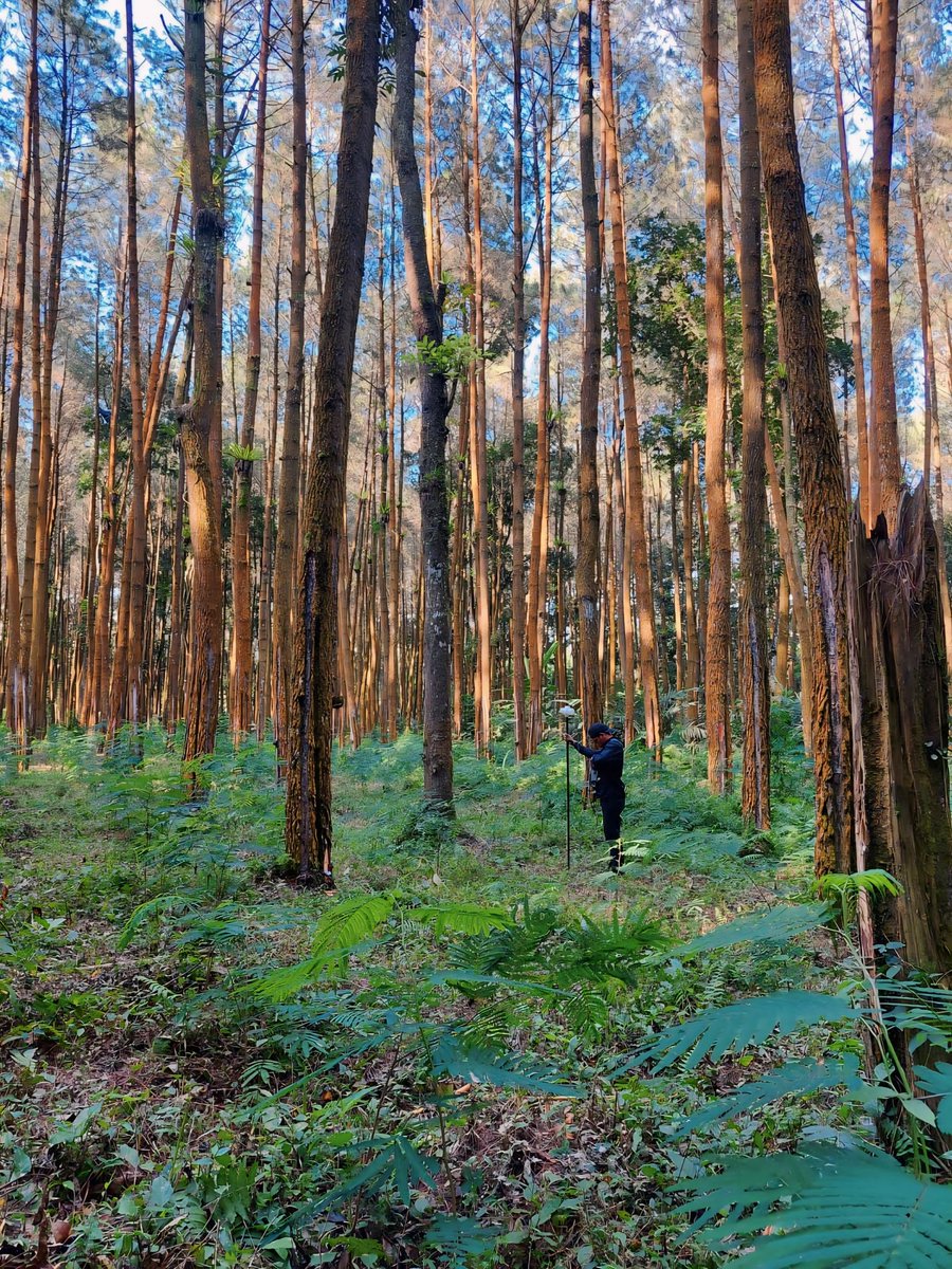 YohansliNoya175's tweet image. Pengukuran Geomagnetik sebanyak 500 titik di Klakah, Lumajang, Probolinggo, Jawa Timur dengan Magnetometer GSM-19T #Geophysics #Engineering #GeophysicsEngineering #FTTM #ITB #klakah #lumajang #probolinggo