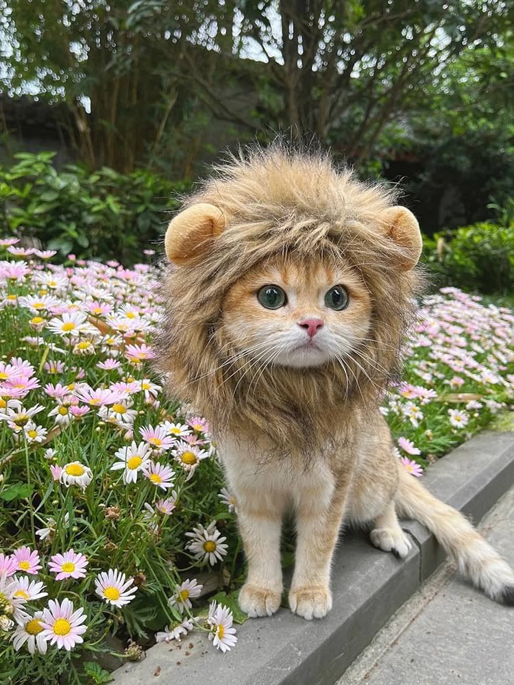 <a href="/henokcrypto/">Henok</a> AMEN BROSKI! WE AT $CAT ARE WORKING HARD TO GET THIS DONE. 27% SUPPLY BURNED. LET'S SEND THIS.

FR8DVbU9Qgg4qQBBs1fqQyW2fd8XN8eWeKctmaZfpump