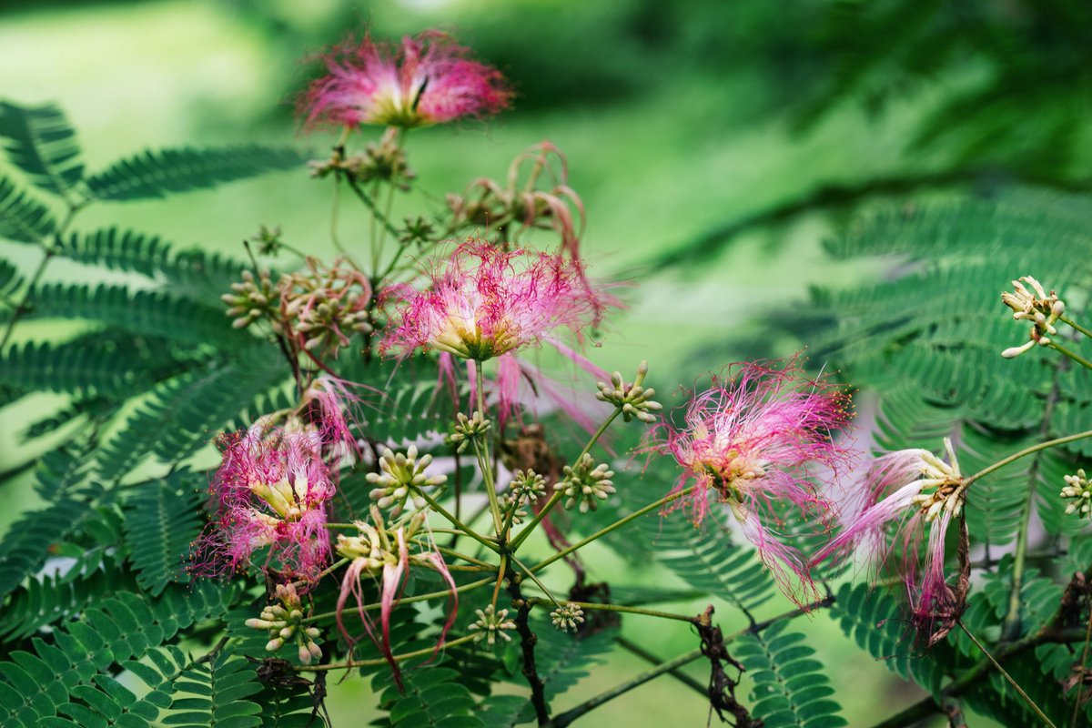konta_taku's tweet photo. 1) #SilkTree (#Albizia #julibrissin), aka mimosa. Once a member of mimosa. 2) Sleepy plant (touch-me-not) - Mimosa pudica. In JAP, 1) - sleepy plant😪 , 2) - bowing plant 🙇‍♀️, and Acacia is called as mimosa. Mimos "mime, actor". (Jun. 29) #Flowers #FlowerReport #Flowerphotography https://t.co/bfDnIiSU4h