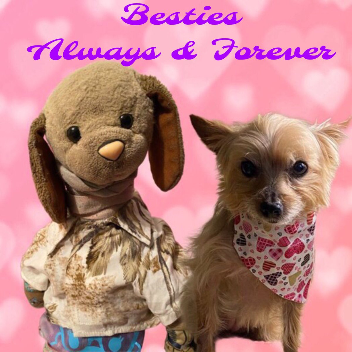 lizzie_bear2016's tweet image. @BuntyMayflower Bestie, look 💖💕💖😘😘😘 I love you Bestie 💖😘💖 @ZombieSquadHQ #zzst #zshq #TJ5 #DogsofTwitter #DogsofX