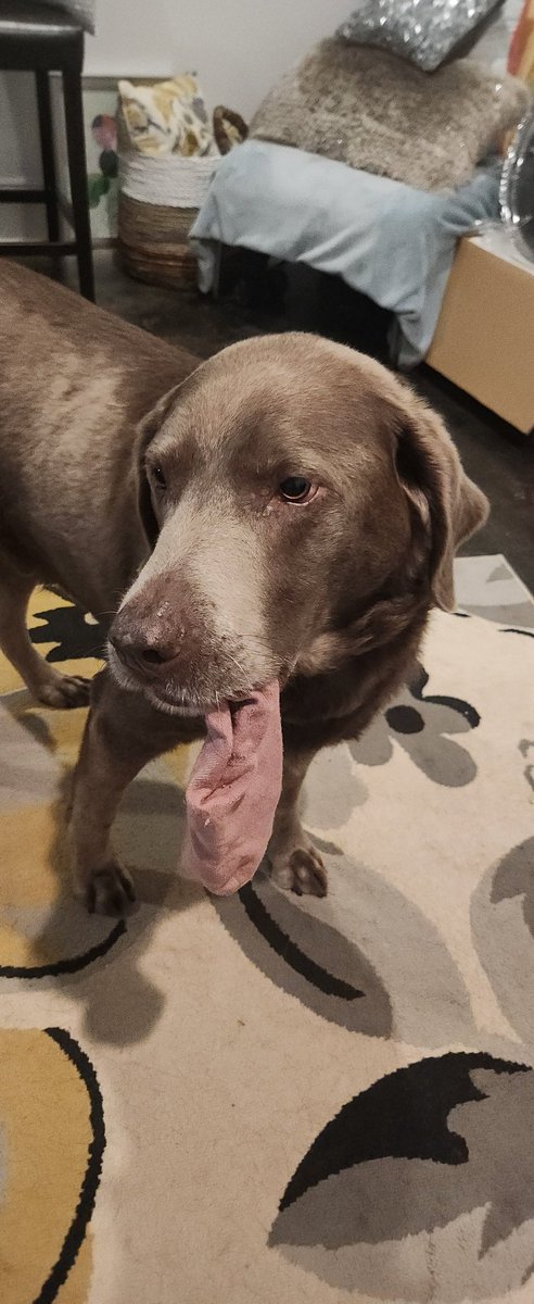 LabTitus's tweet photo. #Tituscapers Iz found a pretty in pink sock!! Hope mommy likes it. Maybe it will make her feel better.  At least she has no voice to tell me "no" or "drop it"! Hee hee!! #silverdogsoftwitter #SilverDogsofTwitter #DogsofTwitter #dogsoftwitter https://t.co/y7Fh8t1fU1