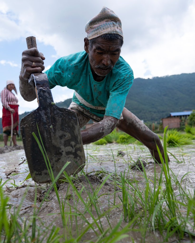 prabinranabhat's tweet image. Nepalese People are seen playing in the mud as they plant rice seedlings at a paddy field during the National Paddy Day at Khokana, Lalitpur, Nepal
on Saturday 29 Jun 2024.

#ricefield #nepal #lalitpur #khokana #asia #prabinranabhat #photojournalism #photojournalist #riceplanting
