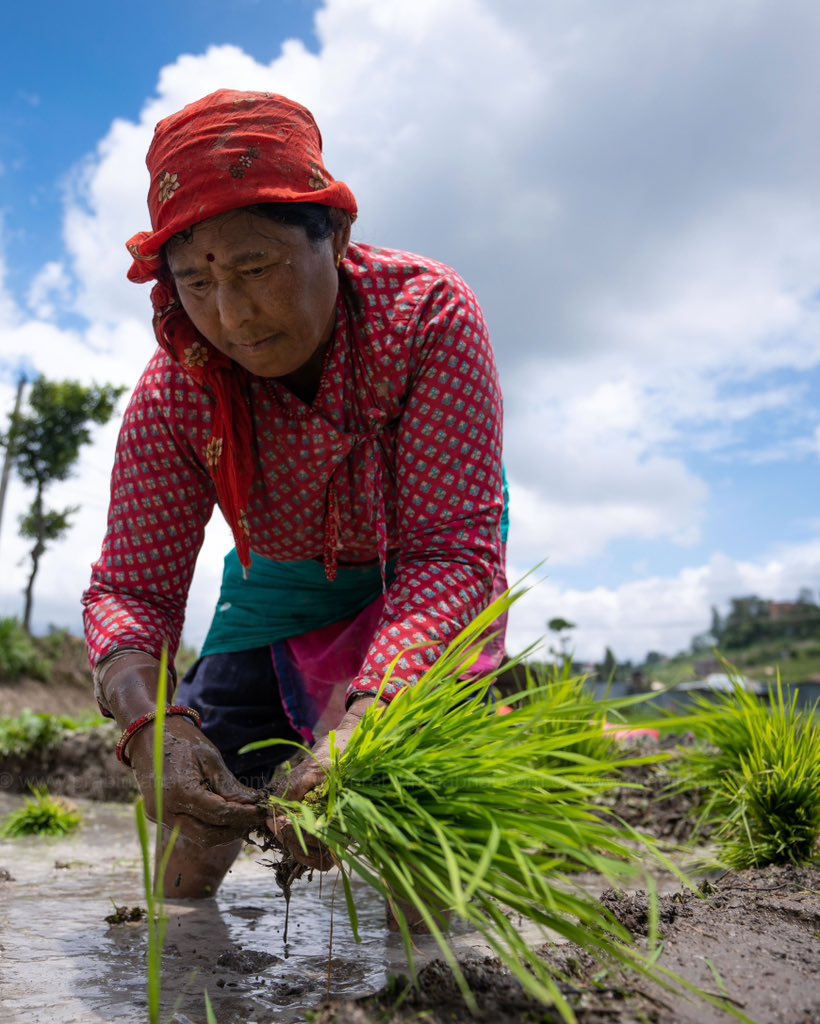 prabinranabhat's tweet image. Nepalese People are seen playing in the mud as they plant rice seedlings at a paddy field during the National Paddy Day at Khokana, Lalitpur, Nepal
on Saturday 29 Jun 2024.

#ricefield #nepal #lalitpur #khokana #asia #prabinranabhat #photojournalism #photojournalist #riceplanting