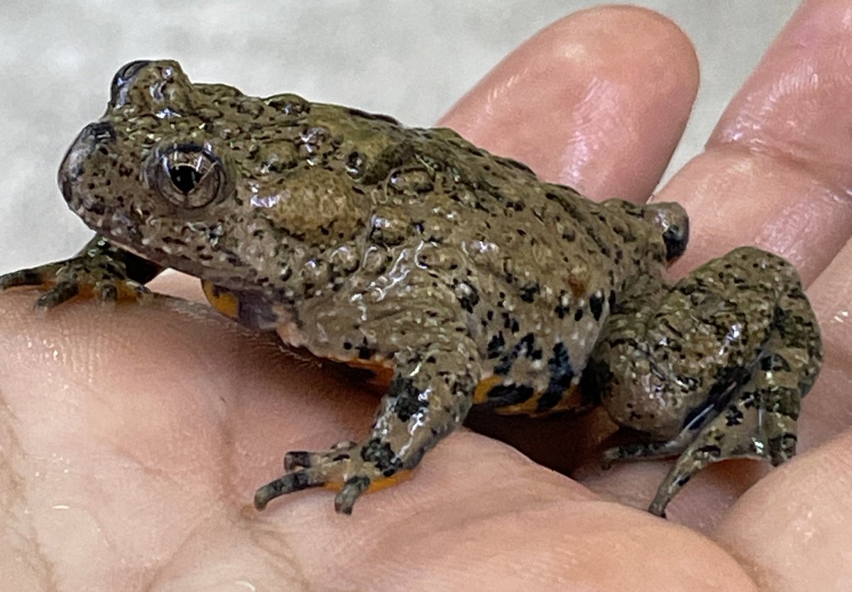 ガマガエル様 専用 ガマガエル様専用 KYUNGLAB キョンラボTHERAPY