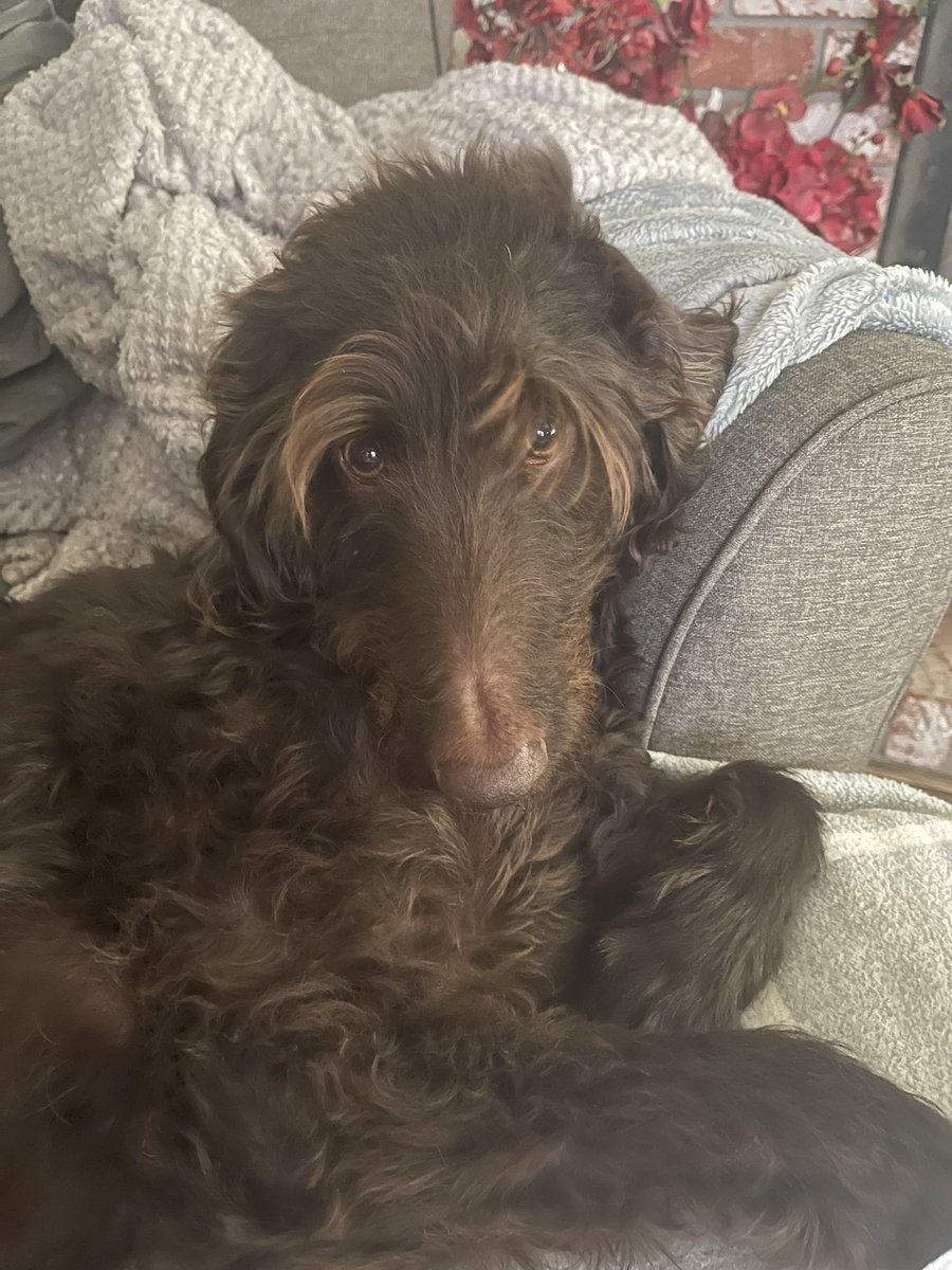 WonderWilbur's tweet image. It’s mom’s day. #NationalCameraDay
She’s got that darn thing ready to take my picture all the time. 
-Ernie
Day 29
￼#PostAFavPic4VioletJun24