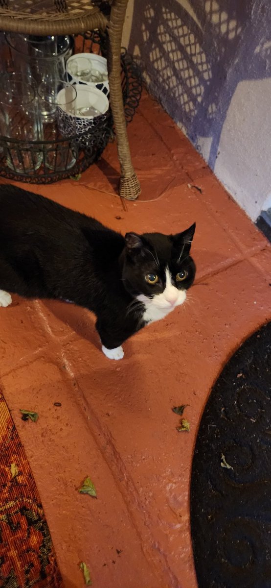 Gary O'Reilly (@mythreeleftfeet) on Twitter photo "Steak Eyes". Or if you prefer "what is yours, should so definitely be mine'
Feral Squid adopted us in October 2020. She is the most beautiful soul. As deaf as a stick but as sharp as a tack. #lovecat "Steak Eyes". Or if you prefer "what is yours, should so definitely be mine'
Feral Squid adopted us in October 2020. She is the most beautiful soul. As deaf as a stick but as sharp as a tack. #lovecat