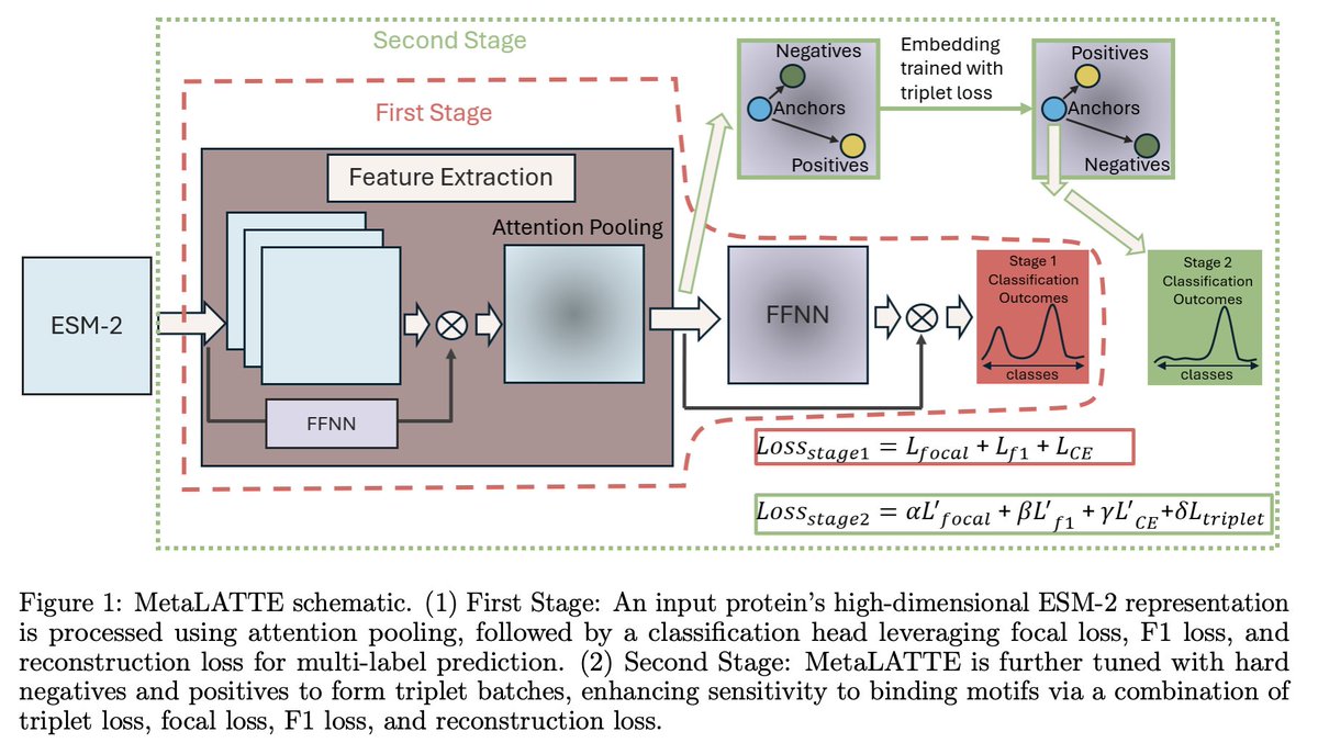 With the hype around ESM3, I just want to show how impactful pLMs can be, even beyond biomedicine! 🌏 I'm really excited to present MetaLATTE, our brand new metal binding predictor trained on ESM-2 latent embeddings via a super unique multi-task learning strategy, now live on