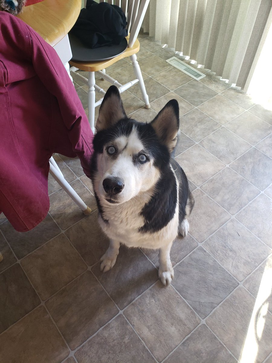 xDeadIronx's tweet photo. @RealKittyRawr Best wishes. This my little family, sorry no cats. https://t.co/oXMWIX36O5