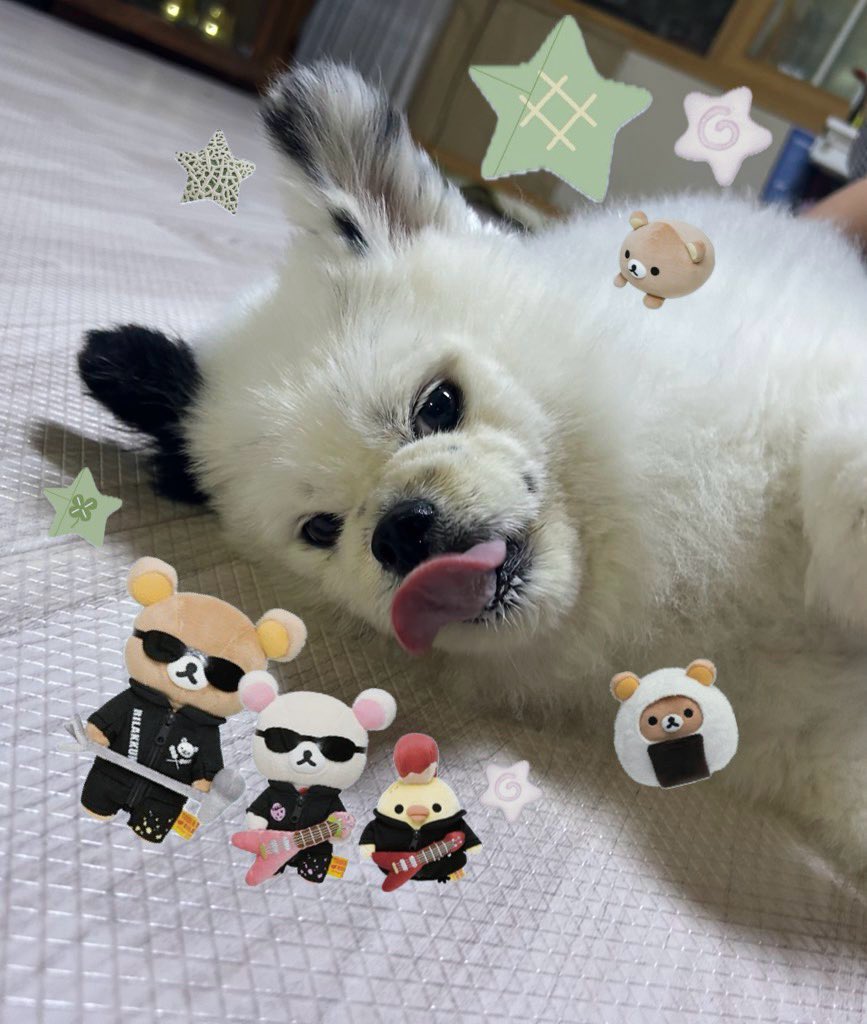 스꾸 기엽네요이거