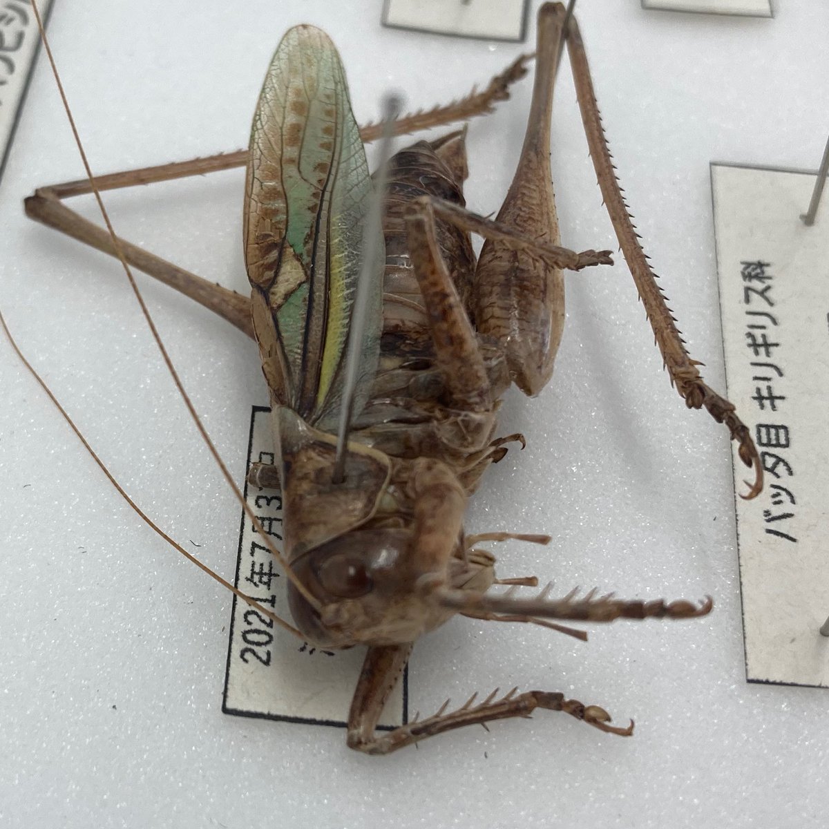 キリギリス 標本 キリギリス バッタ コオロギ イナゴ 昆虫学用標本 - 日本