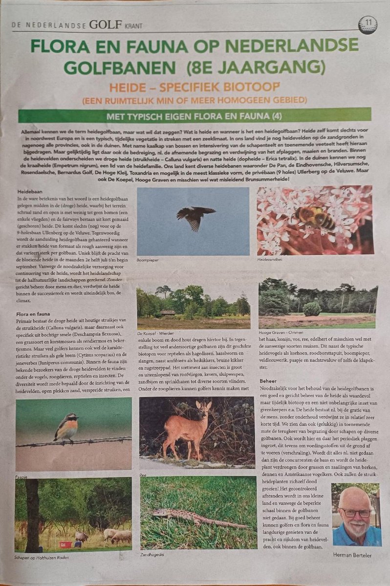 De 4e editie van De Nederlandse #Golfkrant van Alex Van Leeuwen is uit waarin opgenomen #flora en #fauna (8e jaargang), met nu aandacht voor #heide. Dit als specifiek #biotoop op #golfbanen.
