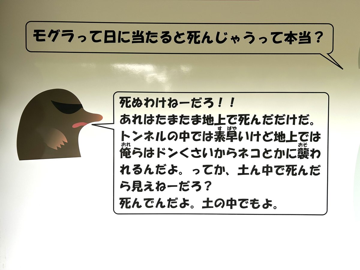emuratee's tweet photo. 子供の疑問に答える、多摩動物公園のモグラ先輩最高 https://t.co/2eYp87jXbg