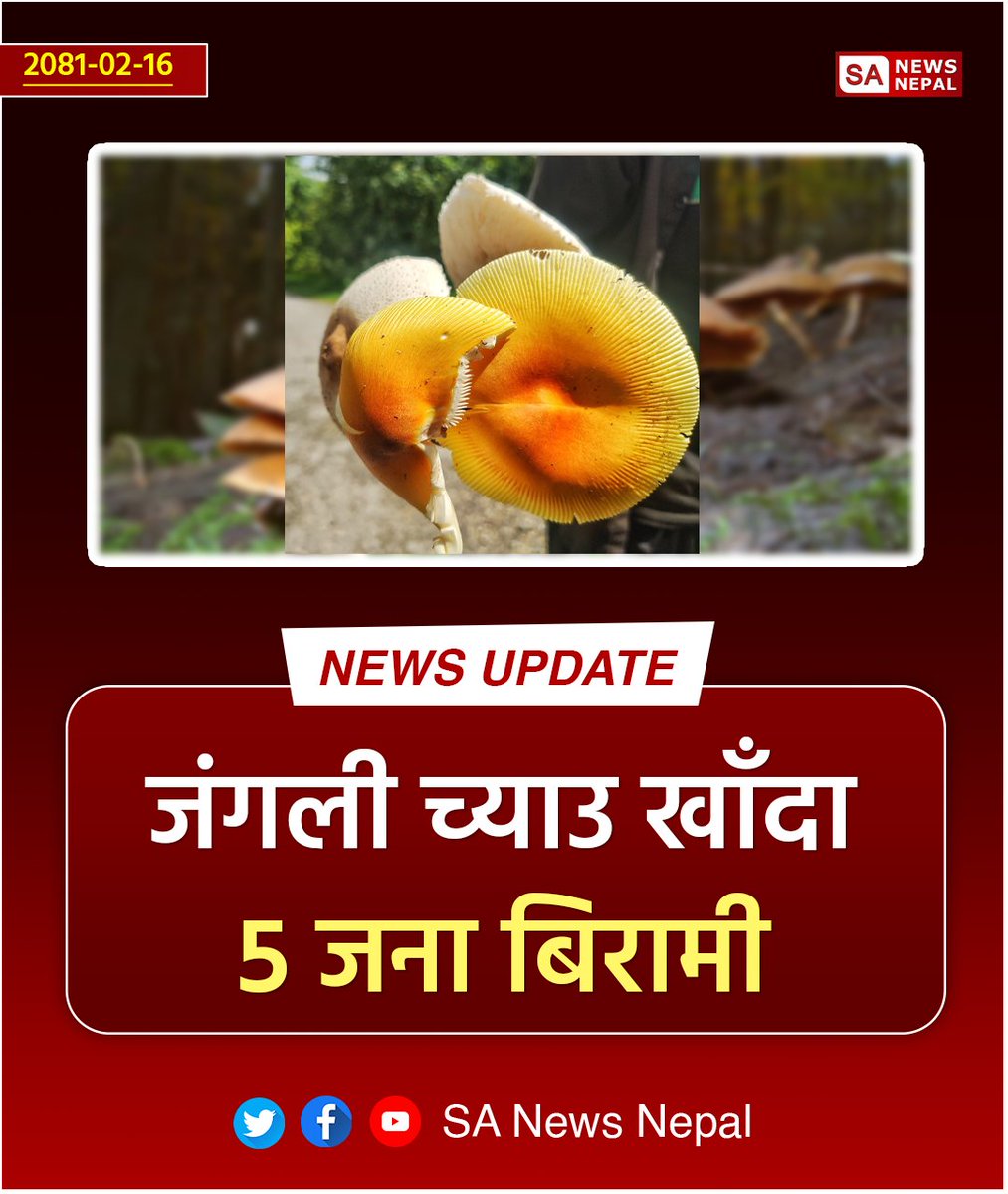 SaNewsNepal's tweet photo. #sanewsnepal #NewsUpdate
हेटौंडा उपमहानगरपालिका-१९ बसामाडीमा जंगली सल्ले च्याउ खाँदा एकै परिवारका ५ जना बिरामी भएका छन् । https://t.co/tOHElyXiVq