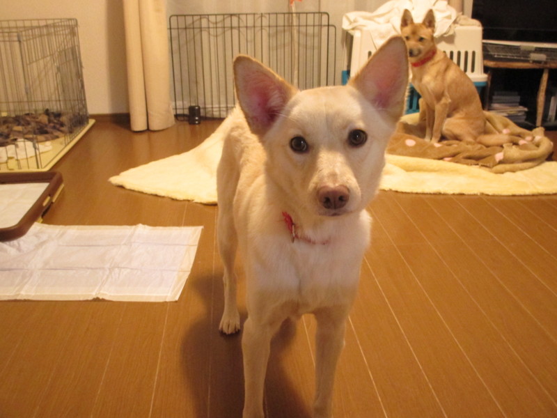 tochigisatooya's tweet photo. 【#里親募集】「美人な甘えん坊ことちゃん」#栃木県 - 犬の里親募集(12580) :: ペットのおうち https://t.co/6iweT3EI6H #保護犬 #保護犬を家族に #雑種犬 #中型犬 #中型雑種犬 #犬 https://t.co/iXZUphzoGv