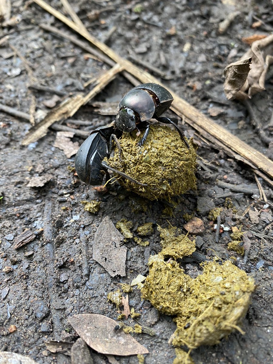 To the victor go the spoils! Serious competition over the fresh chimp gold @budongochimps this morning… little guy on the left spent ages rolling the perfect ball only to have it stolen at the eleventh hour.. 😭

#budongoforest #chimpsaresleeping #fieldwork #uganda #gonechimping