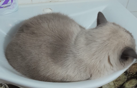 BudVZab's tweet photo. He's just a lil man what do all you bots want!?
#DailyCloudTheCat #DailyCloud #Cat #CatsofTwitter #CatsOfTwitter https://t.co/wfk5VBHNDK