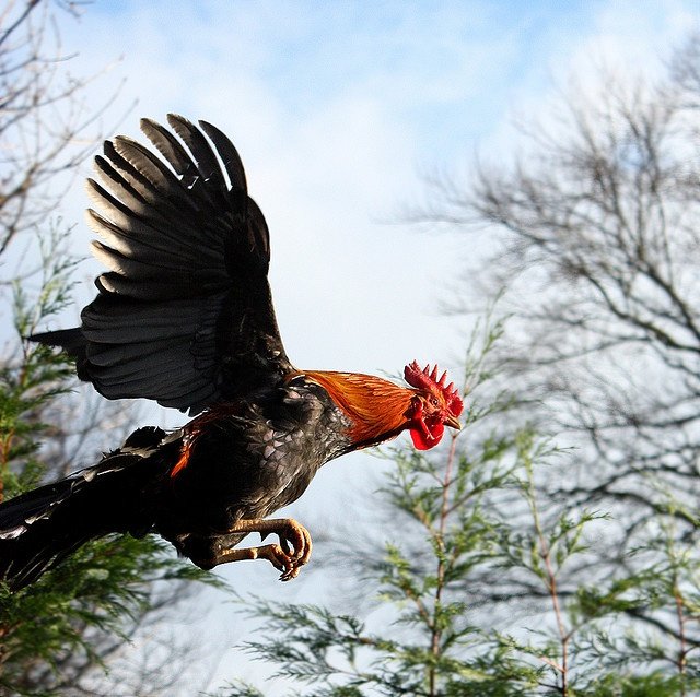 pablo_hoskinson's tweet photo. Gm roosters. 
I'm about to fly https://t.co/vL1dsI4i9K