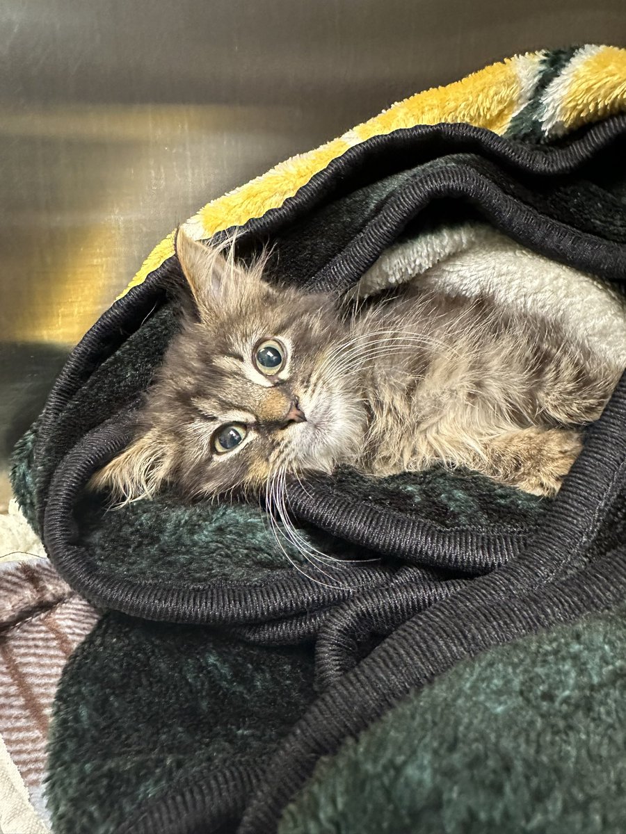 Hey fam, need your help!

As you may know, I’m an ER vet tech assistant at an animal hospital. 

This baby just got dropped off in the parking lot. I found him while taking the trash out. 

His leg is fractured in 3 places. It’s either amputate or euthanize. I want to save him.