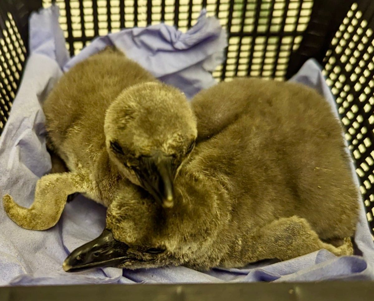 Welcome to the world! 🐧
We are so excited to introduce you to our Humboldt penguin chicks!
The Zoo team have now introduced them to the main penguin pool so keep your eyes peeled for extra cuteness! Here's a photo from when they first hatched 🐣