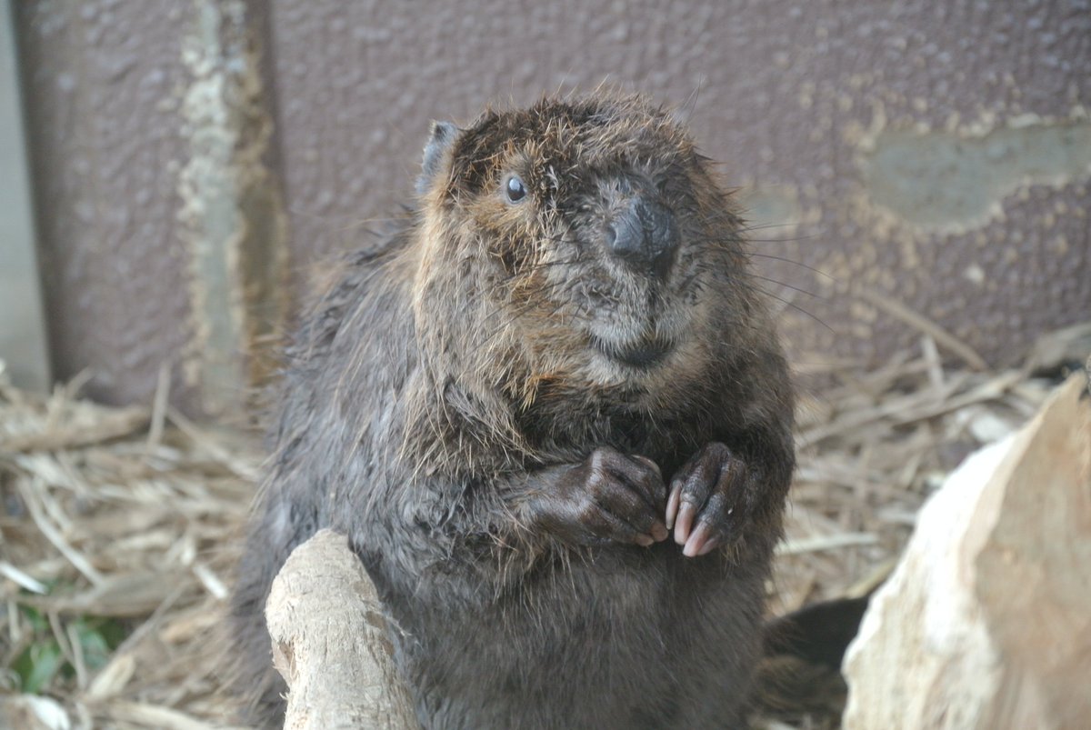 TomAmano's tweet photo. 2024.4.1
いつもの岩の上にひとり…
#アメリカビーバー　#日立市かみね動物園 https://t.co/Rip5kIeX5u