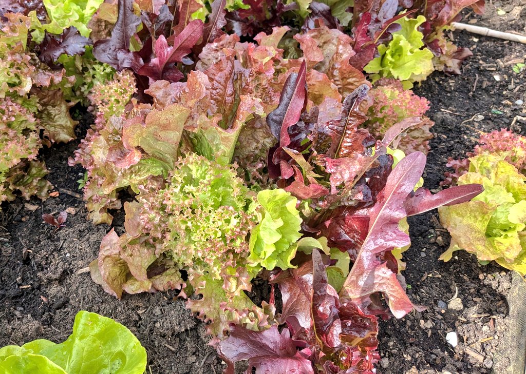 CraigentinnyG's tweet photo. Garden open for the community to drop in from 1 to 5pm today. Come and help out or just say hello and see what's going on. https://t.co/E9Fozany6g