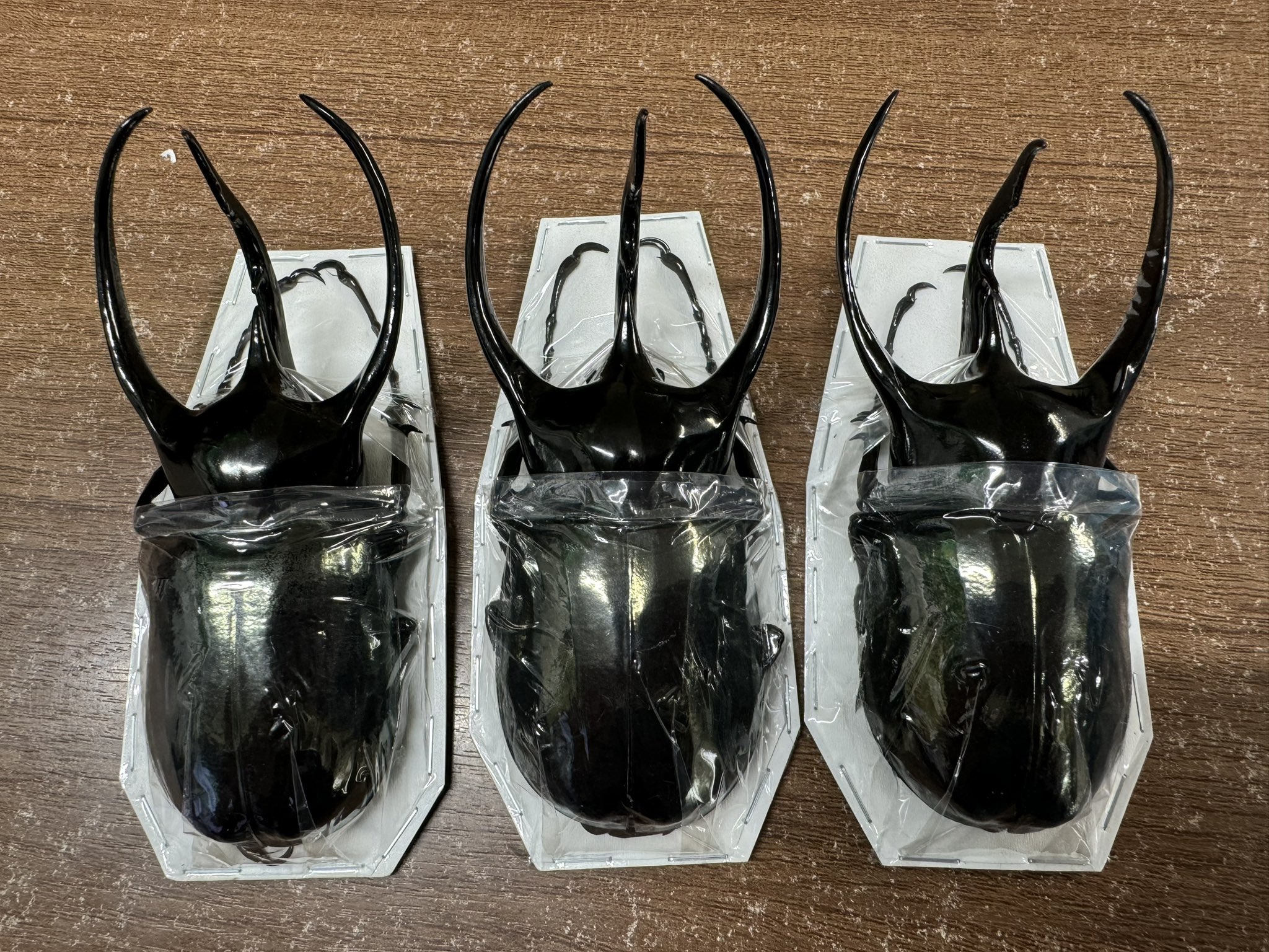 *STR購入※良型　ジャワコ−カサス　♂野外標本 INSECT JOKER official インセクト ジョーカー on X: 