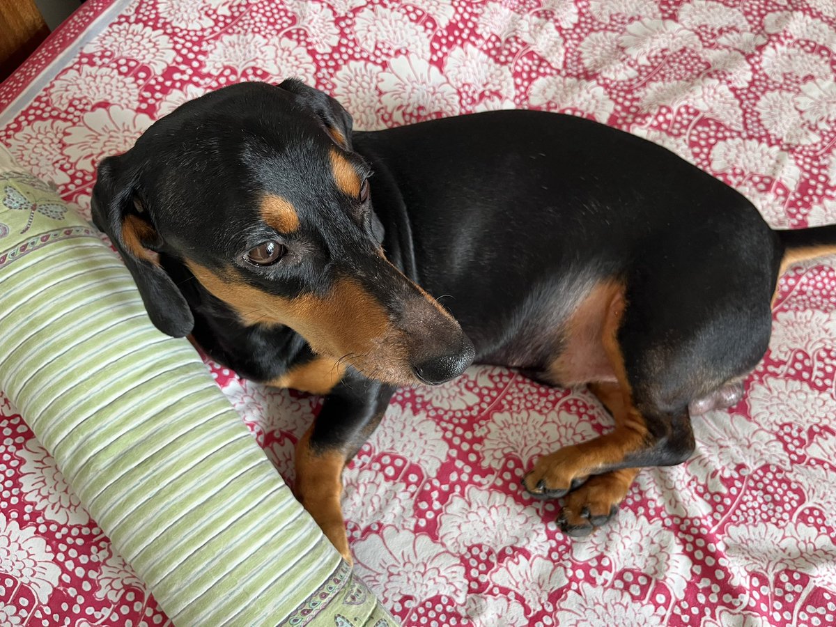 LuckysLife3's tweet photo. Furrends I sleep 😴 like a baby on my new pillow 🥳

#dog #dachshund #puppy #doglife #cutedog https://t.co/u3ORRjSpRe