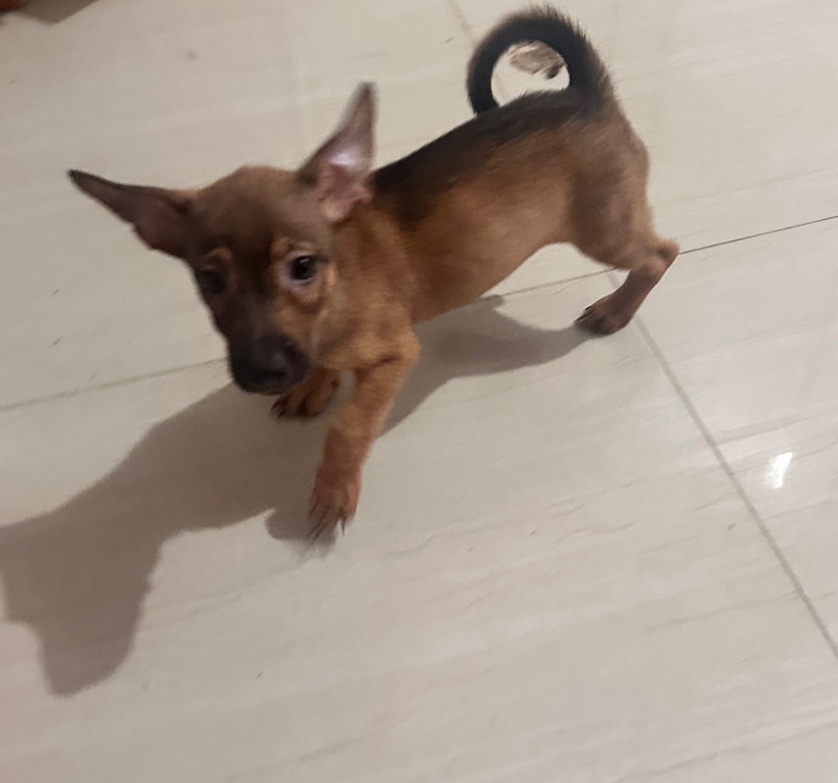 For free Adopsi Anjing