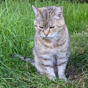 Robert Allotment cat,now helped by Janet & Amanda tweet media