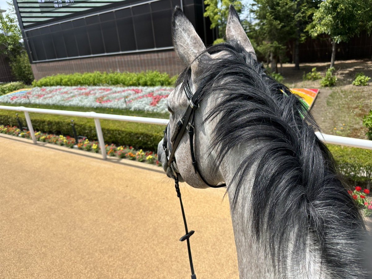 JRASapporoRC's tweet photo. 🐴誘導の練習中🐴

7月20日（土）から始まる札幌開催に向け、ソラカラノチカラがパドックを歩く練習をしています。
初めて観るパドックビジョン📺に少し驚いた様子でした🐴
札幌競馬開催日は誘導馬にもご注目ください✌️

#JRA
#札幌競馬場
#誘導馬 https://t.co/bs6AGGk1bl