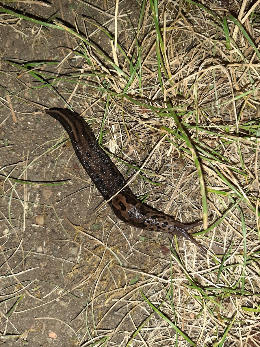 BeckShepherd1's tweet photo. @Trombonapetite Saw this motherslugger tonight https://t.co/I3by6URHTc