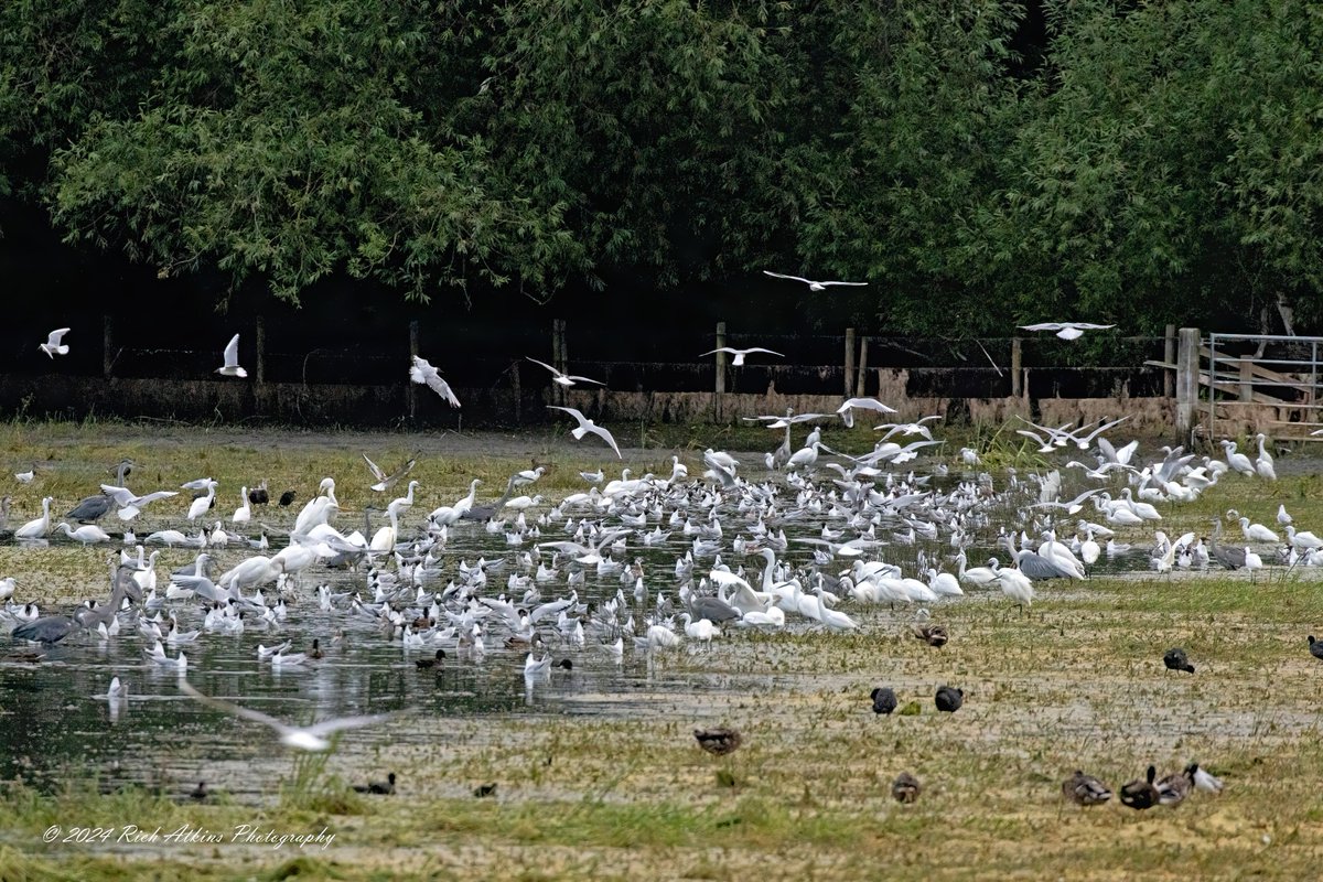 Rich Atkins tweet media