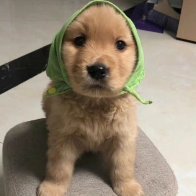 <a href="/IcedKnife/">Iced</a> $NELLY survived not one but TWO bad actors.
We are a strong community ready to push millions.
The narrative is simply too strong 🔥🔥