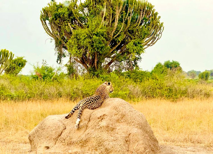 HassanTheSafar2's tweet photo. What inspires in the field is to go and meet species in the wild. What hurts is to meet only grass and it’s when you will know why an empty environment bores. Travel with @UmarsacsR https://t.co/GNm8lCqZMw https://t.co/PxOmAhe6tl