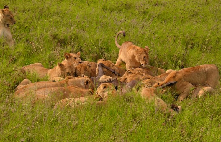 HassanTheSafar2's tweet photo. What inspires in the field is to go and meet species in the wild. What hurts is to meet only grass and it’s when you will know why an empty environment bores. Travel with @UmarsacsR https://t.co/GNm8lCqZMw https://t.co/PxOmAhe6tl