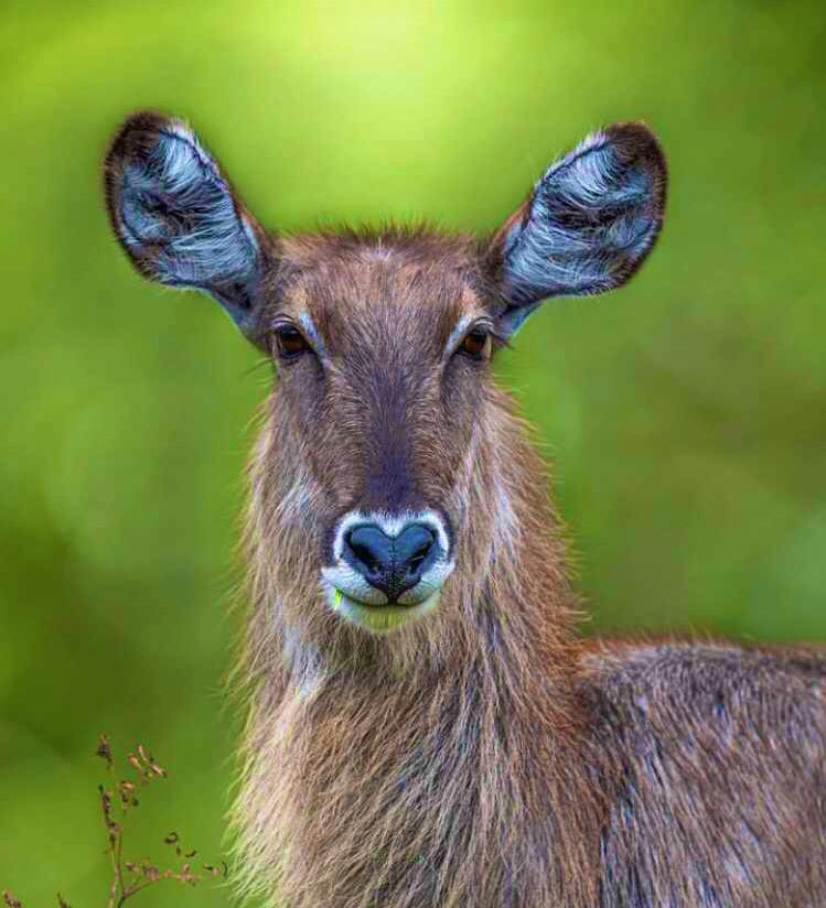 HassanTheSafar2's tweet photo. What inspires in the field is to go and meet species in the wild. What hurts is to meet only grass and it’s when you will know why an empty environment bores. Travel with @UmarsacsR https://t.co/GNm8lCqZMw https://t.co/PxOmAhe6tl