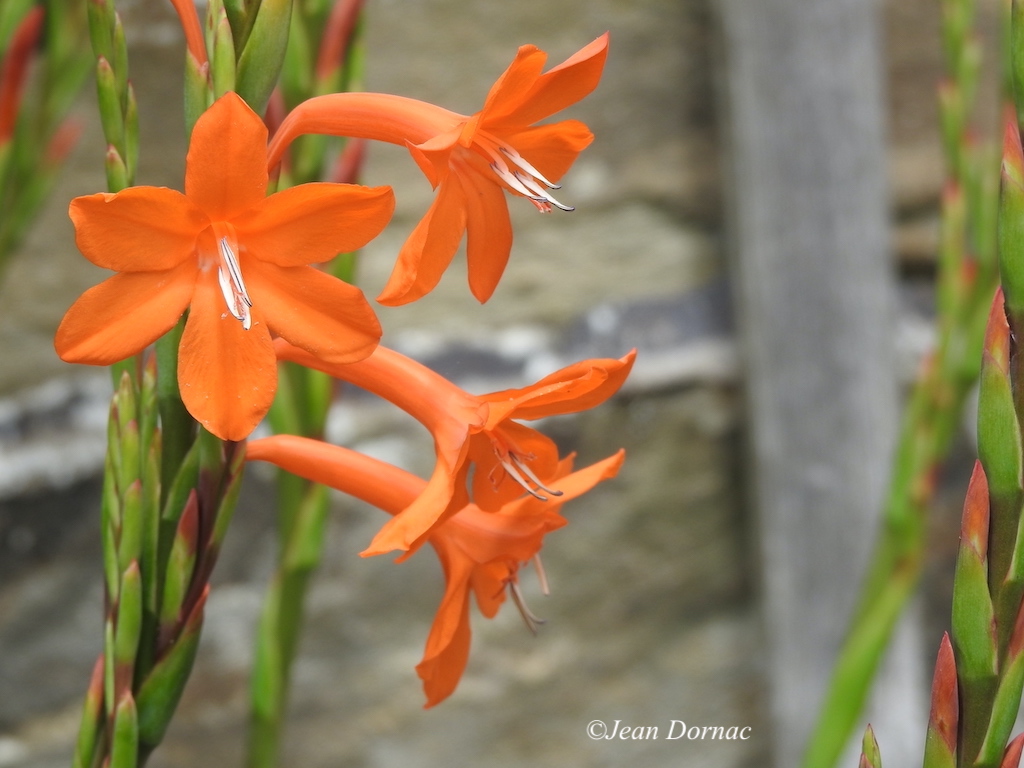 JeanDornac's tweet image. Une autre sorte de montbrétie aux fleurs superbes, tant en couleurs qu’en formes... #montbrétie #superbes #couleurs #formes #parc #médiathèque #Lannion #CôteArmor #Bretagne #France