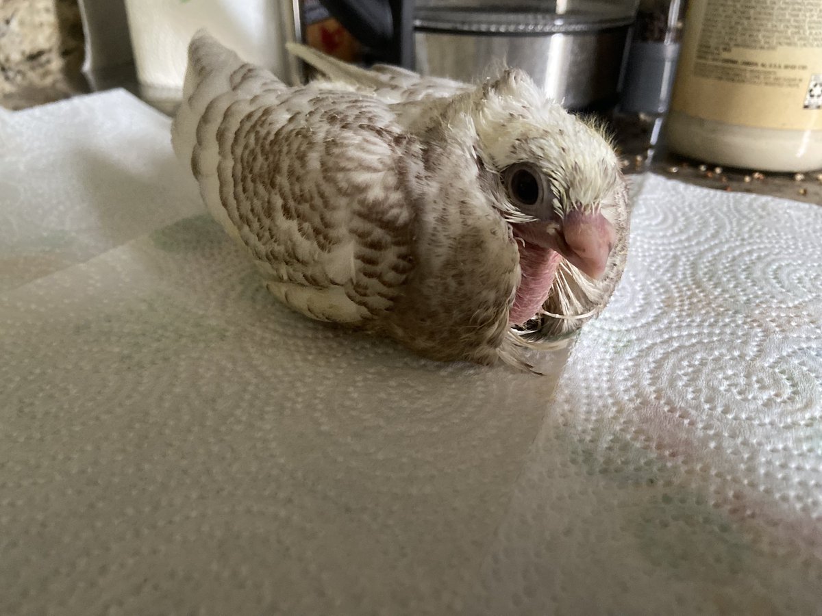 Silly little bird… i love you