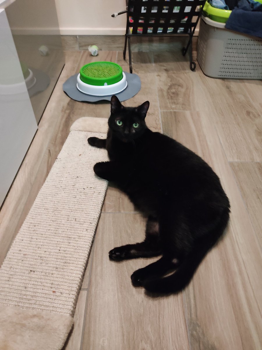 L'été commence avec la tragédie habituelle de l'abandon des animaux. Donc j'ai décidé de participer à "JE NE T'ABANDONNERAI JAMAIS" une campagne à laquelle j'adhère avec un vrai plaisir. Chacun sera libre d'adhérer en copiant et en collant ce texte avec une photo de son animal.