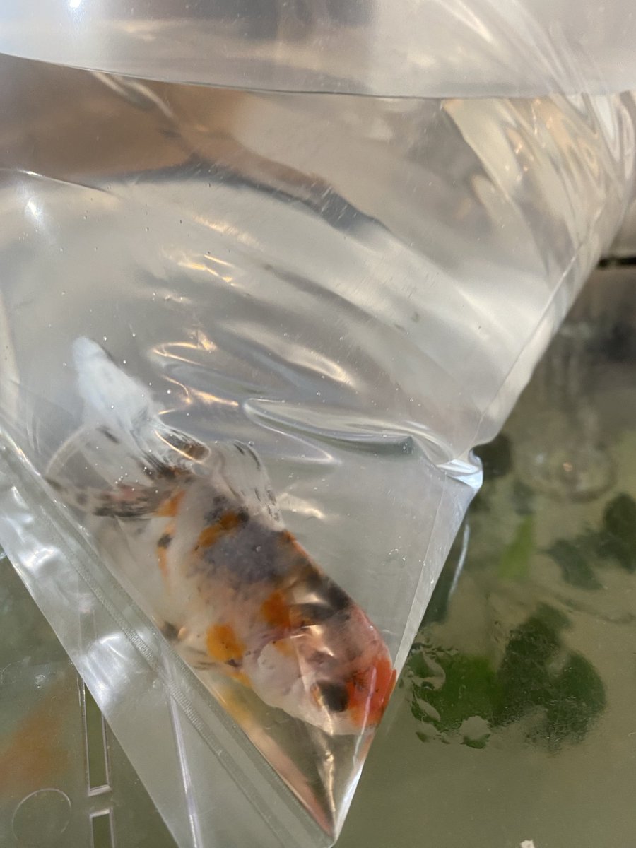 yoppie06's tweet photo. 新しい子お迎えした˙ᵕ˙
えび食べられませんようにw https://t.co/PzPv5UnLe6